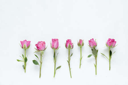 pink roses on white background. beautiful spring floral composition. copy space conceptの写真素材