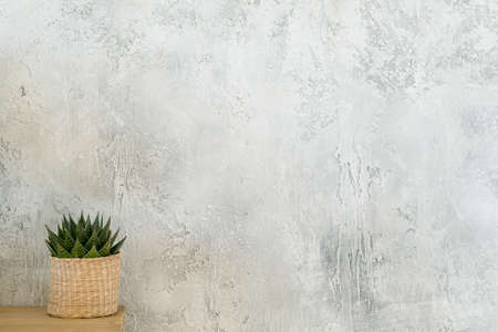flowerpot with green succulent plant on table against simple gray plaster wall.の写真素材