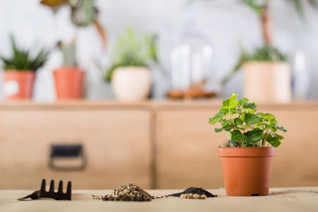 Spring home plant repotting. Indoor garden care. Houseplant and tools arranged for replanting.の写真素材