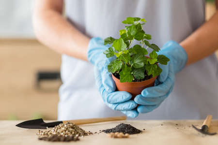 Planting and repotting services. Home plant shopping. Houseplant in gloved hands ready for...