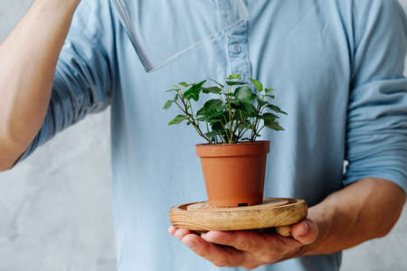 Environmental conservation concept. Man hands holding home plant in glass dome.の写真素材