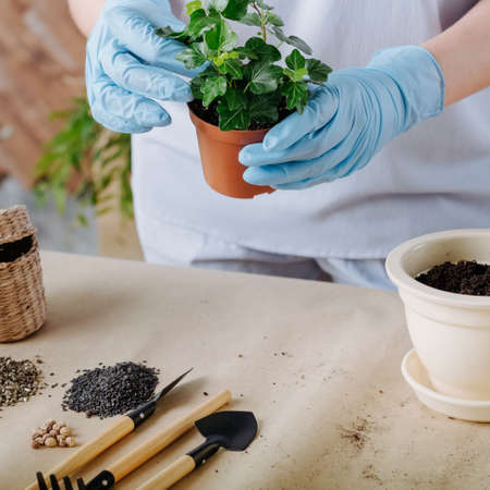 Plant transplantation. Home flora care concept. Houseplant in gloved hands. Garden tools and potting...