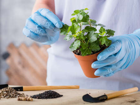 Home gardening concept. Plant transplantation. Hands in rubber gloves holding houseplant. Garden...