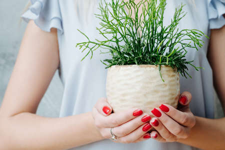 Home plant care. Hobby concept. Woman holding flowerpot with succulent.の写真素材