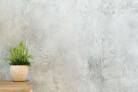 Indoor plant decor. Design concept. Single houseplant on dresser. Copy space on grey textured...