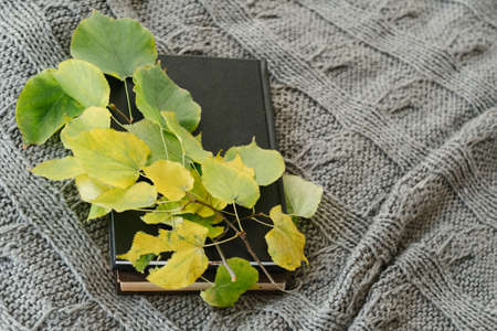 Nature study concept. Biologist hobby. Top view of tree leaves and books on gray knitted wool...
