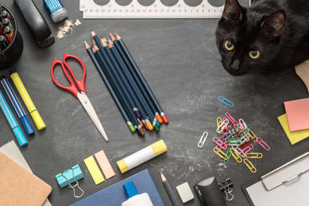 Creative study environment. Top view of school essentials and black cat on chalkboard desk.の写真素材