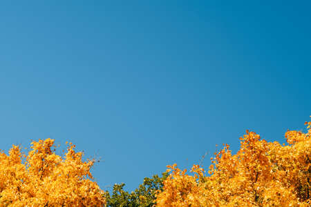 Fall nature landscape. Sunny day. Yellow and green tree crowns over blue sky background.