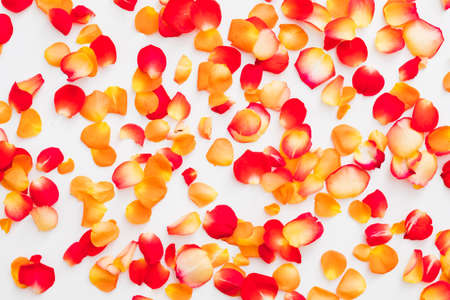 Floral pattern abstract background. Flat lay of colorful red and orange rose petals scattered over...