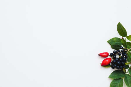 Autumn arrangement. Red and black fall berries and green leaves on white background. Copy space.