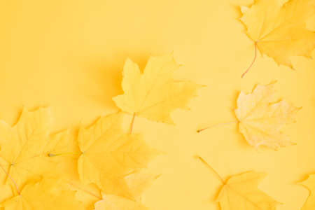 Autumn nature background. Fall yellow maple leaves over orange surface. Copy space.