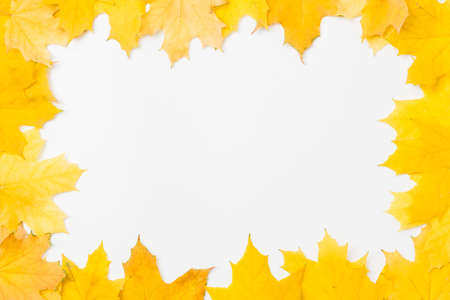 Autumn season abstract background. Fall yellow maple leaves arranged in square shape frame on white...
