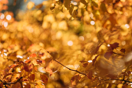 Golden autumn foliage. Blurred forest trees with yellow leaves. Fall nature background.の写真素材