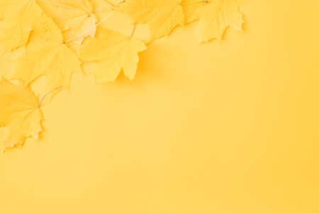 Harvest time. Fall yellow maple leaves scattered over orange background. Copy space.