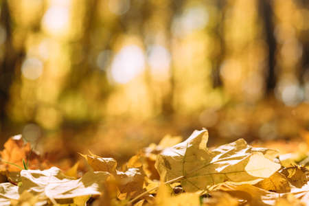 Fall landscape. Closeup of maple leaves fallen on ground over blurred nature park background.の写真素材