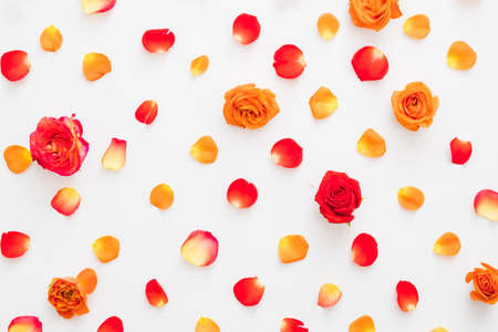 Creative floral arrangement. Flat lay of colorful red and orange rose buds and petals over white background.の写真素材