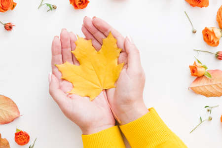 Harvest time. Top view of fall yellow maple leaf in woman hands. Red leaves and orange roses on white surface. Copy space.の写真素材