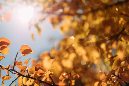 Fall nature park. Closeup of tree branches with yellow leaves over defocused blue sky. Autumn background.の写真素材