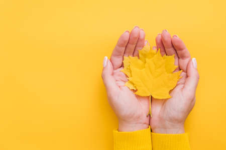 Autumn country fair. Top view of fall yellow maple leaves in woman hands over orange background. Copy space.の写真素材