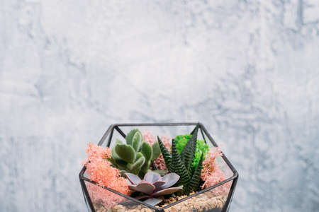 DIY florarium. Handmade natural gift. Succulents and moss arrangement in glass geometric vase. Copy space.の写真素材