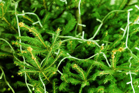 Christmas celebration. Closeup of green fir tree branches decorated with fairy lights.