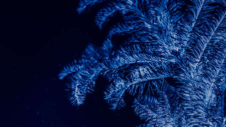 Winter holidays. Closeup of frost blue fir tree sprigs with negative effect over blur dark night sky...
