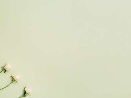 Floral decorative background. Natural composition. White roses on sage green backdrop.の写真素材