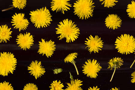 Floral background. Dandelion pattern. Yellow blooming buds composition on dark old film.