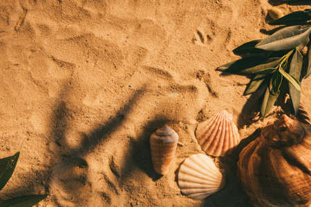 Summer background. Seaside vacation. Desert beach. Seashell green leaves shadow creative nature...