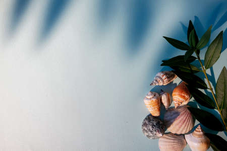 Spa composition. Sea nature background. Summer resort. Seashell green plant leaves creative design on blue shadow color gradient copy space.の写真素材