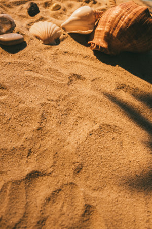 Desert beauty. Summer background. Exotic island. Travel paradise. Seashell stone nature elements...