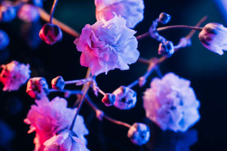 Blossoming tree branch. Japanese spring. Floral background. Blue pink neon blooming flowers on blackの写真素材