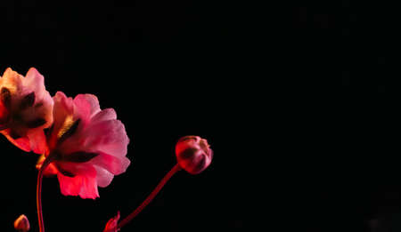 Flower blossom background. Pink bloom on black mirror surface.