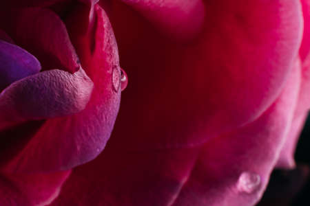 Floral macro. Blue purple neon rose petals closeup. Flower bud with water droplets.の写真素材