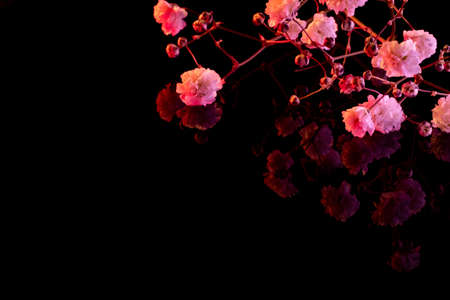 Flower blossom background. Pink bloom on black mirror surface.の写真素材