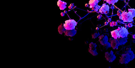 Blossoming tree branch. Japanese spring. Floral background. Purple pink neon blooming flowers on blackの写真素材