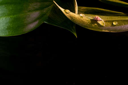 Minimal leaves background. Dew on plants. Contrast green leaves on blackの写真素材