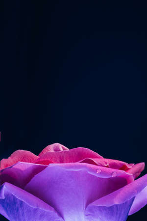 Floral macro. Pink lilac neon rose petals closeup. Flower bud with water droplets.の写真素材