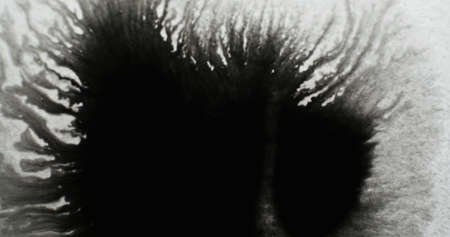 Black water ink stain. Wet blotch texture. Dirt defect overlay. Dark dye drop spreading on white rough grunge abstract background.の写真素材