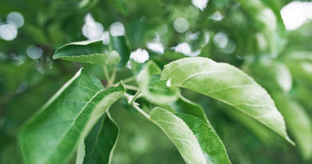 Lush foliage. Green nature. Summer garden. Closeup of fresh apple tree branch leaves on bokeh light blur greenery texture background.の写真素材