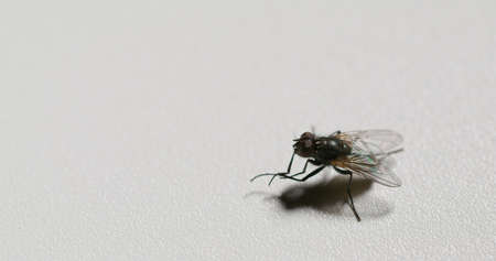 Fly closeup. Bug life. Pest insect. Housefly rubbing limbs together cleaning legs on neutral white...