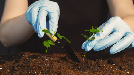 Tree cultivation. Forest conservation. Ecology protection. Female hands in gloves planting young...