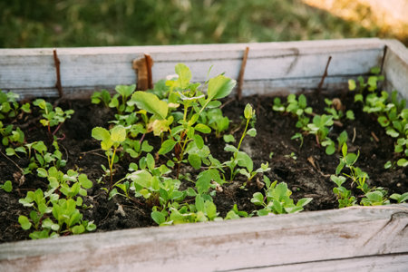 Green seedling. Hothouse salad. Natural gardening. Lettuce leaves in ground of wooden boxes in greenhouse daylight.の写真素材