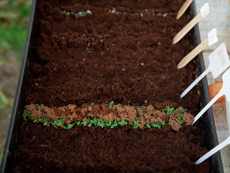 Green spreads. Seedling cultivation. Natural farm. Fresh growing greenery plank rows marked by nameplate greenhouse daylight.の写真素材