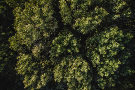 Aerial view. Autumn forest. Drone flyover. Brown canopy of trees from above