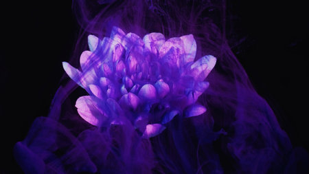 Flower smoke. Paint water. Fantasy nature. Purple color ink vapor cloud floating on pink daisy...
