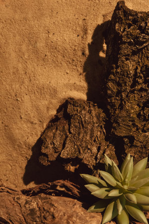 Nature composition. Sand mockup. Floral arrangement. Brown dry tree bark green succulent flower...