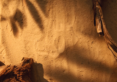 Nature showcase. Sand arrangement. Product placement. Brown dry tree wood bark leaf shade on sunny...