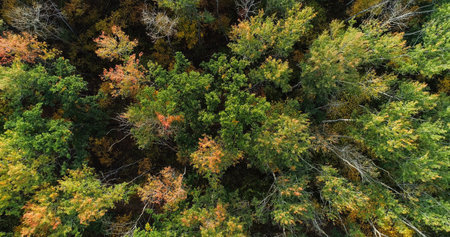 Green foliage. Aerial tree tops. Autumn forest serene nature in national park beauty of wild reserve...