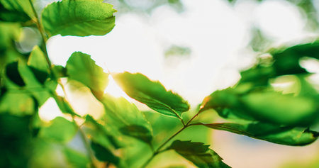 Morning park background. Greenery foliage. Nature tranquility. Woods sunrise. Summer fresh tree leaves in lens flare bokeh light defocused sky.の写真素材